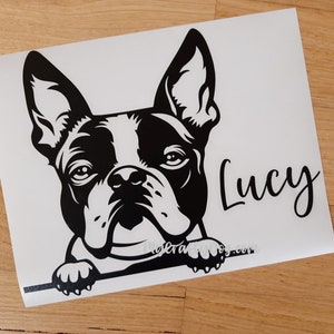 Peeking Boston Terrier Car Decal / Sticker