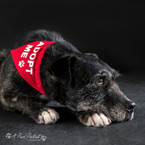 Adopt Me Bandana for Foster Dogs Puppies Rescue Dogs Promote Adoption Rescue Adopt Me Bandanna Etsy UK