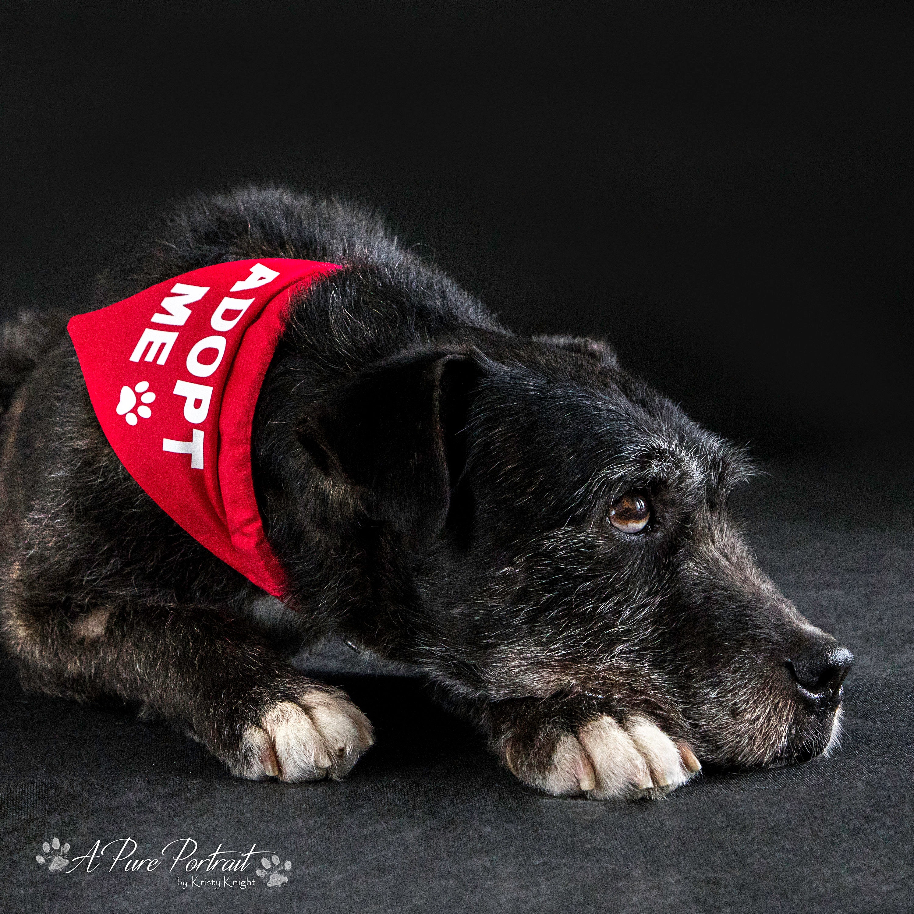 Dog Bandana Aztec  Puppy Accessories Red : Moose With Me® Pets USA – Woolf  With Me®