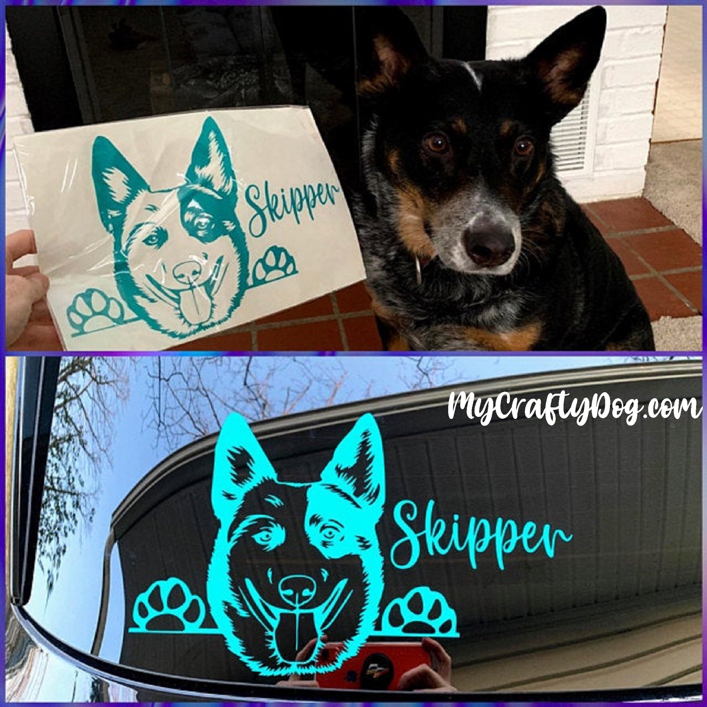 Peeking Australian Cattle Dog Car Decal Sticker Blue Heeler Etsy