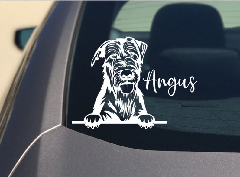 May include: White silhouette of a dog peeking over a surface with the name Angus written in cursive.
