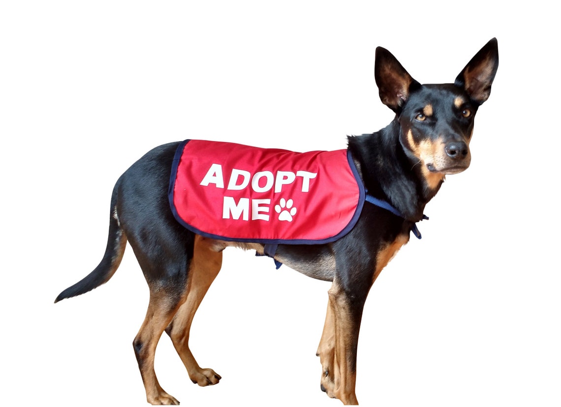 Adopt Me Dog Vest Adopt Me Dog Jacket for Foster Dogs Etsy Australia