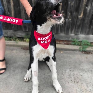 May include: A black and white dog wearing a red bandana with the white text ADOPT ME and a paw print icon. The dog is attached to a red leash that also features the white text ADOPT ME. The dog has a shaggy coat, a white muzzle, and an open mouth.