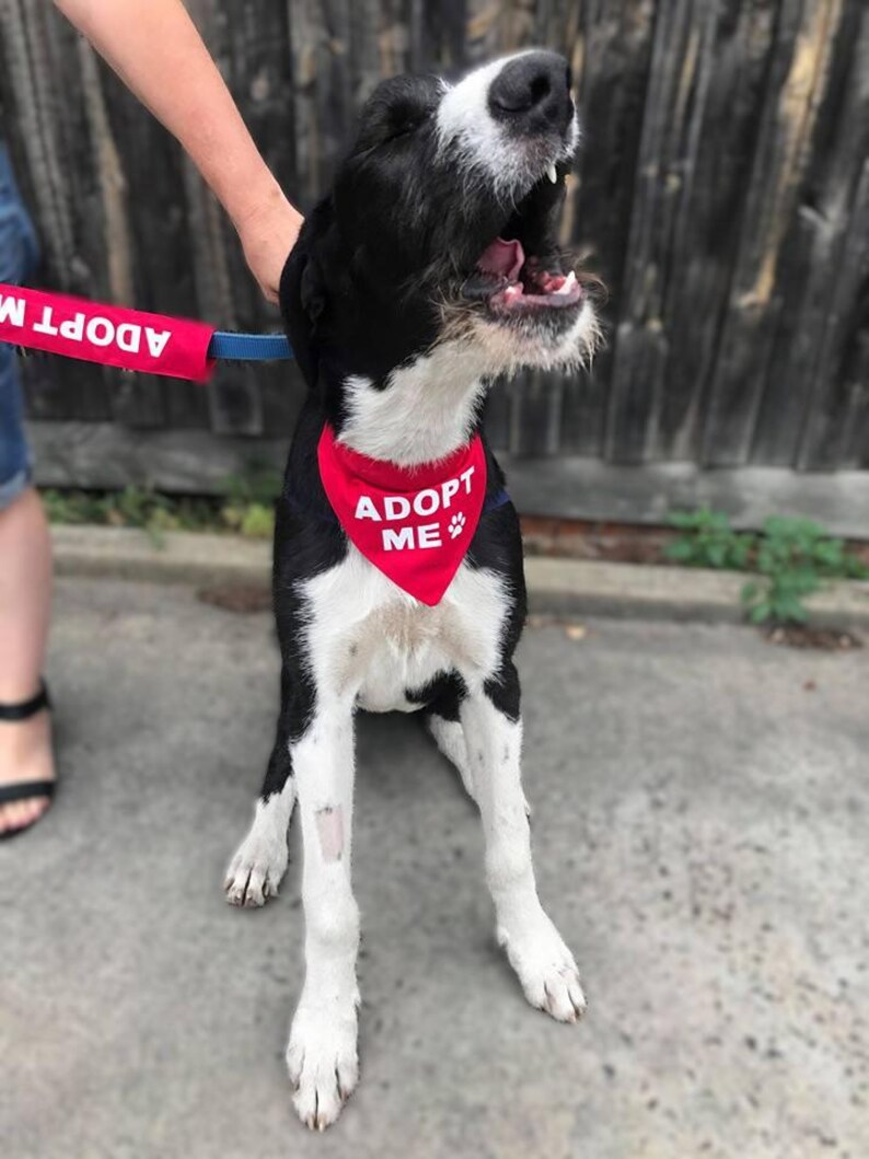 May include: A black and white dog wearing a red bandana with the white text ADOPT ME and a paw print icon. The dog is attached to a red leash that also features the white text ADOPT ME. The dog has a shaggy coat, a white muzzle, and an open mouth.