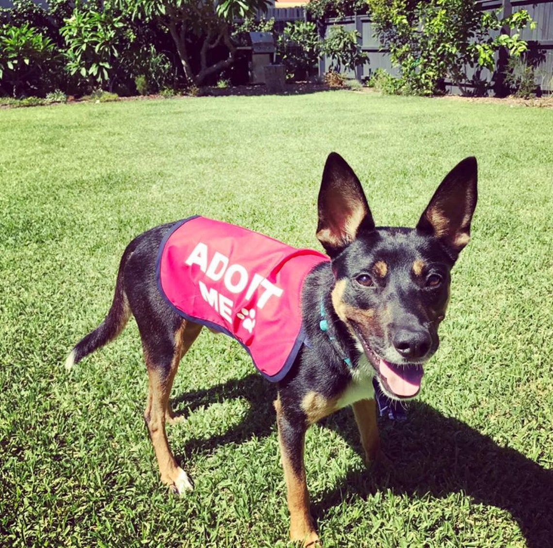 Adopt Me Dog Vest Adopt Me Dog Jacket for Foster Dogs Etsy Australia