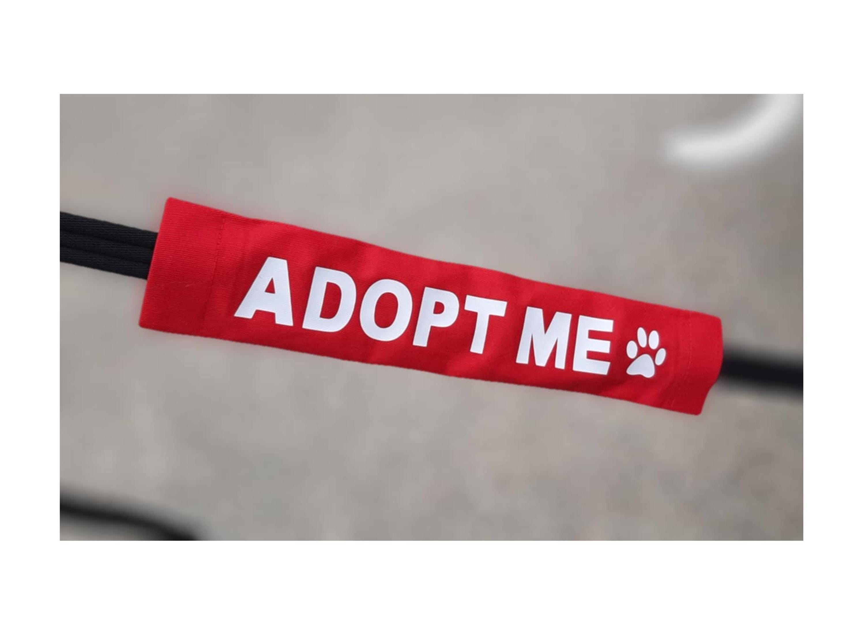 Slip Style Kennel Dog Lead Bulk Packs Wholesale Dogs Leads Vet Groomer Shelter 6 Foot X 1 Inch 48d55e87 1a2a 4c1b 82e4 60b8c9d285db.437ca79cd86d627bb6e7fe4aec9b72da