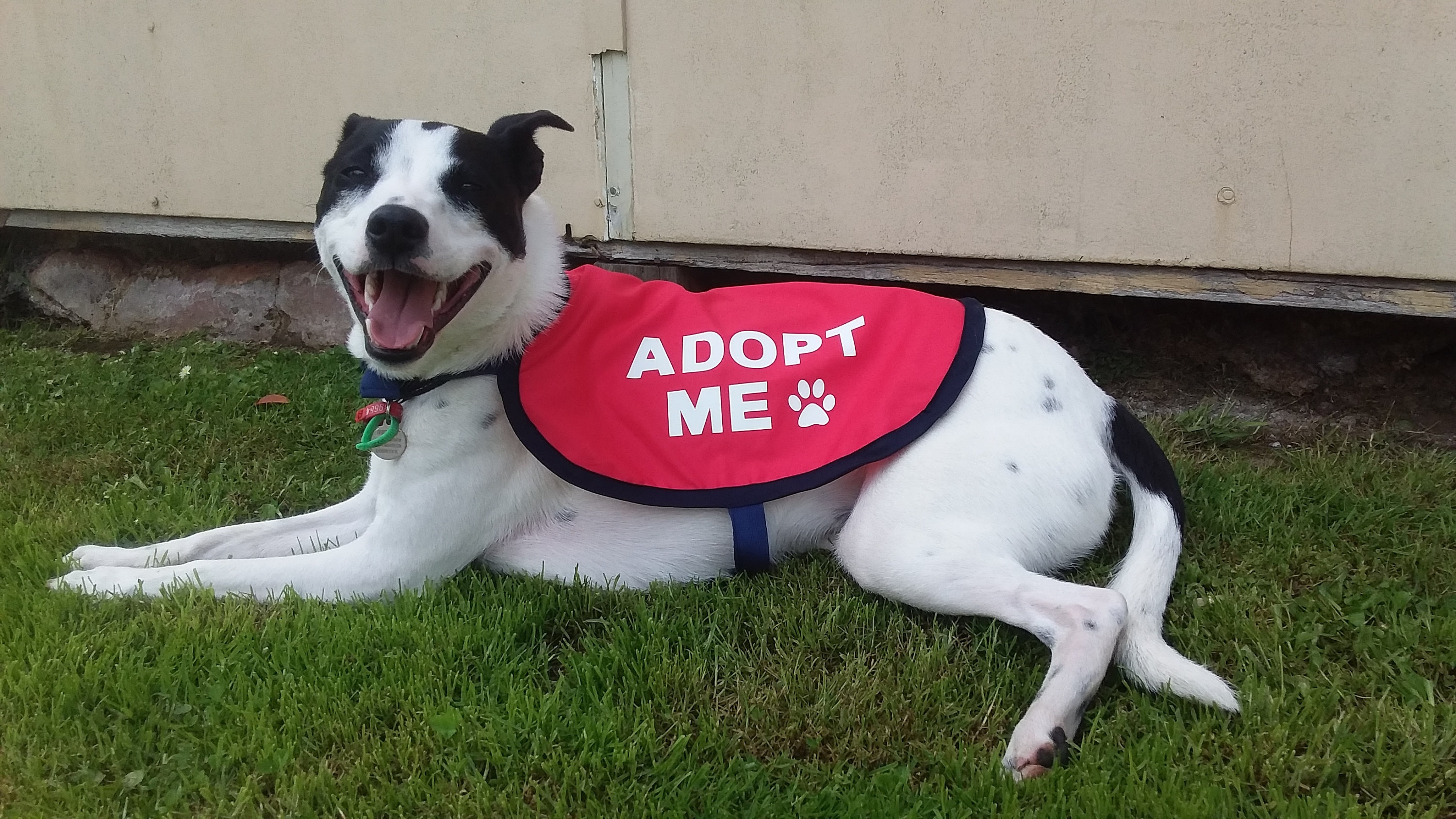 Please adopt. Evil dog adopt me фото.