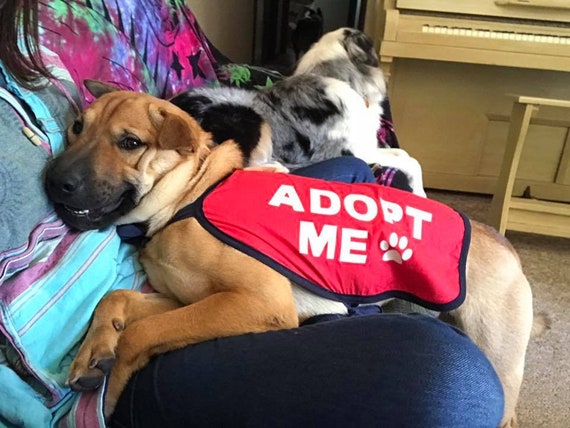 Adopt Me Dog Vest Adopt Me Dog Jacket For Foster Dogs Etsy