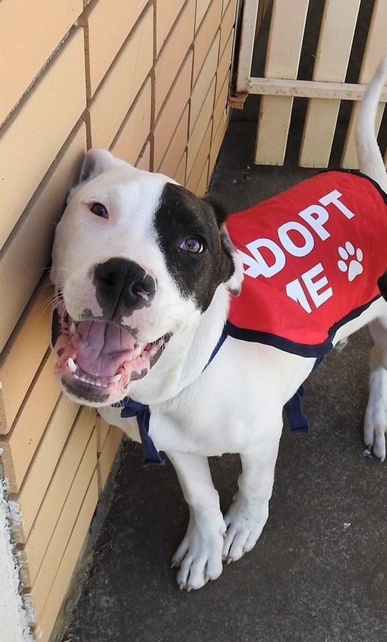 Adopt Me Dog Vest Adopt Me Dog Jacket for Foster Dogs Etsy Australia