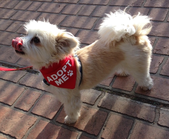 Adopt Me Bandana For Foster Dogs Puppies Rescue Dogs Promote Etsy - roblox dog etsy