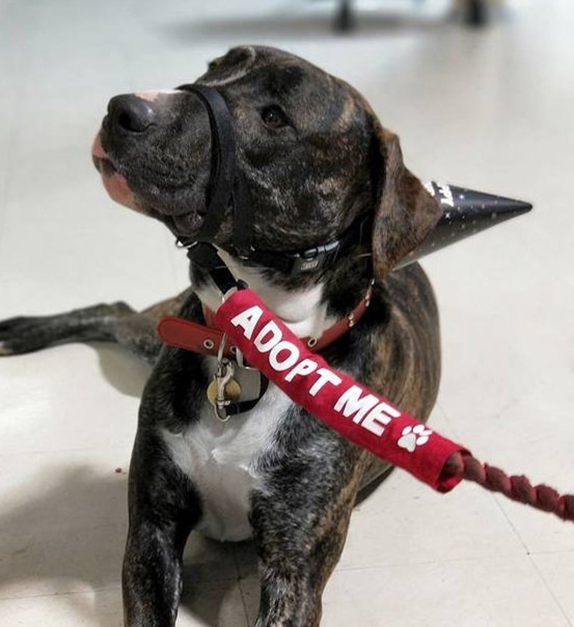 Adopt Me Dog Leash Lead Sleeve for Foster Shelter Rescue Dogs Etsy