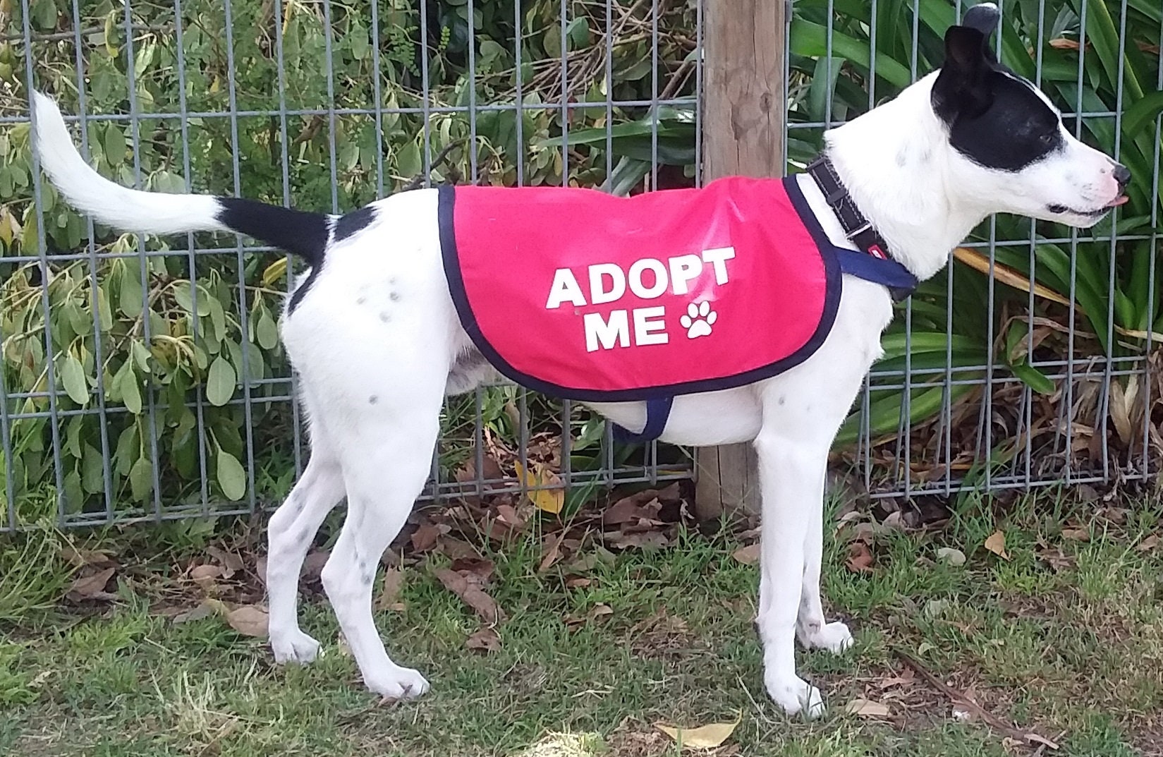 Adopt Me Dog Vest Adopt Me Dog Jacket for Foster Dogs Etsy Australia