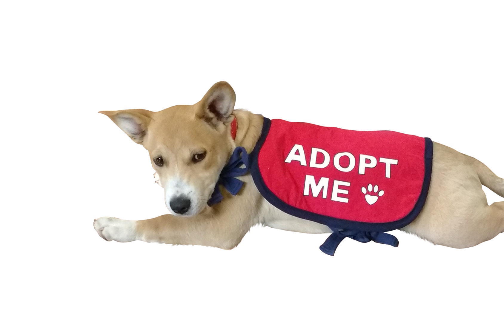 Buy Dogline Adopt Me Vest Patches - Removable Adopt Me Patch 2-Pack with  Reflective Printed Letters for Support Dog Vest Harness Collar or Leash  Large/X-Large Online at Low Prices in USA 