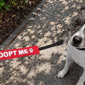 May include: A black and white dog with a speckled head and ears wearing a black collar attached to a black leash. A rectangular red fabric sleeve is attached to the leash, featuring the white text ADOPT ME and a small white paw print icon.