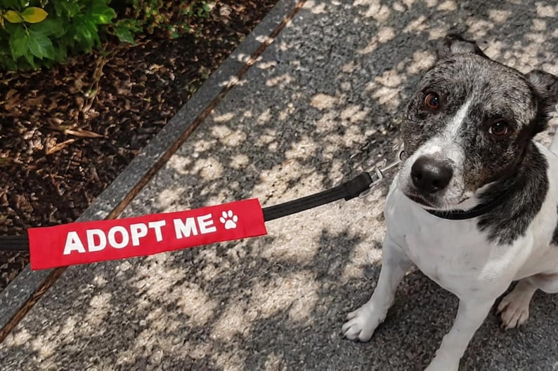 May include: A black and white dog with a speckled head and ears wearing a black collar attached to a black leash. A rectangular red fabric sleeve is attached to the leash, featuring the white text ADOPT ME and a small white paw print icon.