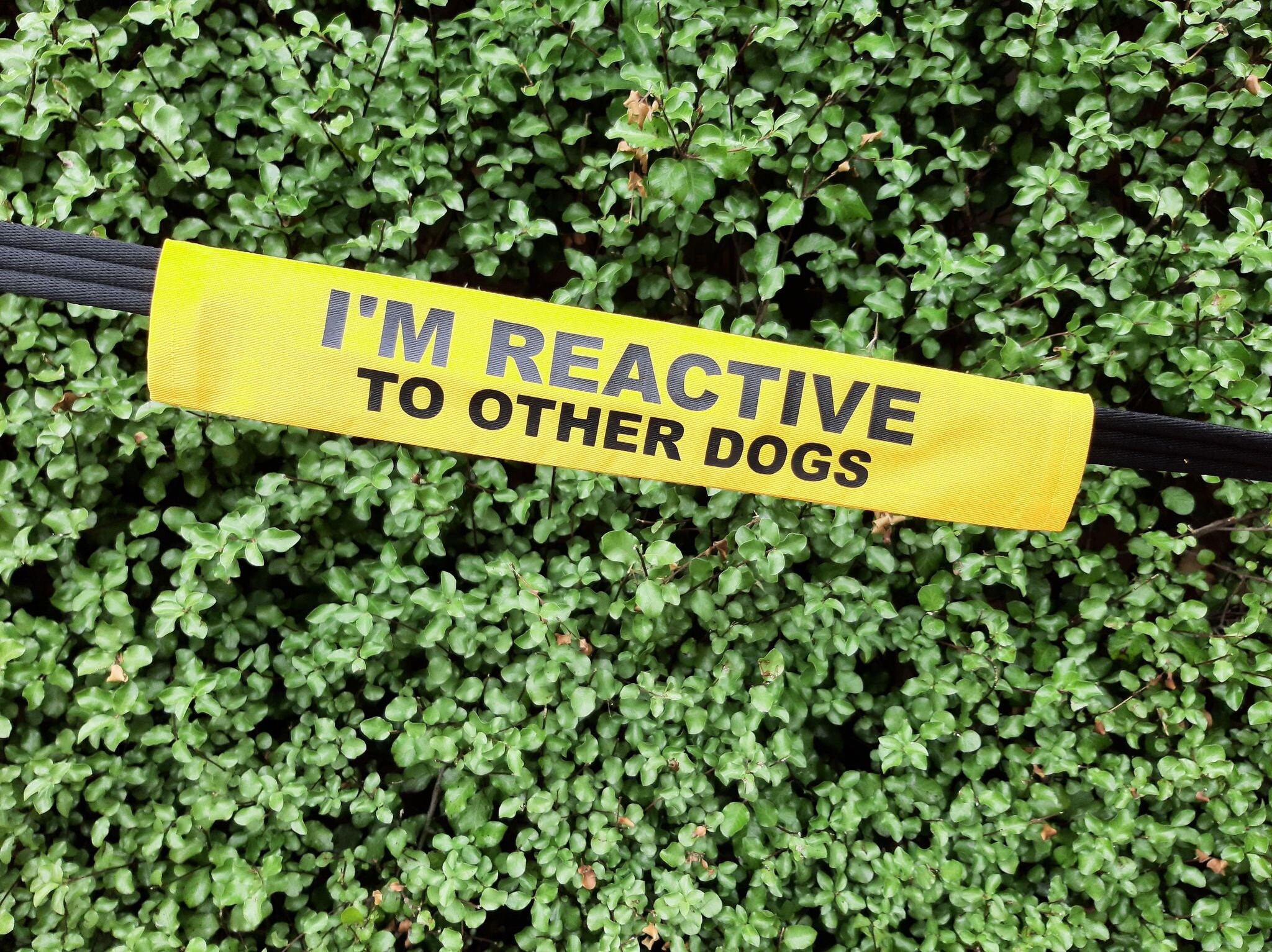 Hunde-Leinenhülle 'I Am Friendly' – Lustiges Accessoire Aus Polyester