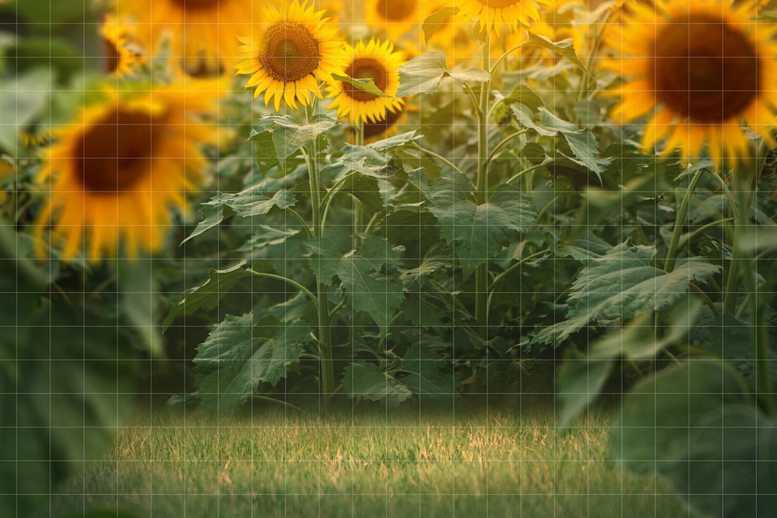 Sunflowers Digital Background Layered Sunflowers Backdrop Etsy