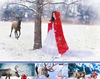 Set of 16 Real Deer , reindeer, photoshop overlays, animals collection, Santa Claus deer, photography deer,winter,Christmas,png file