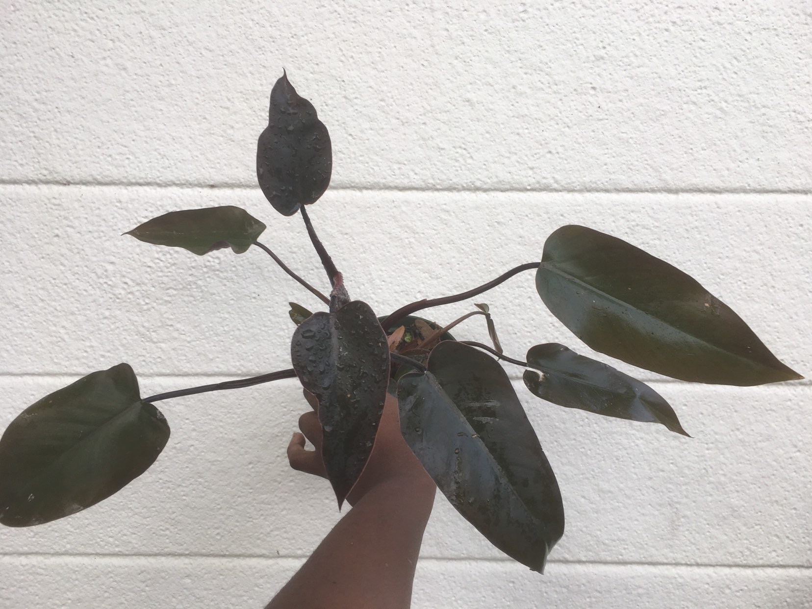 Philodendron Majesty Etsy Singapore