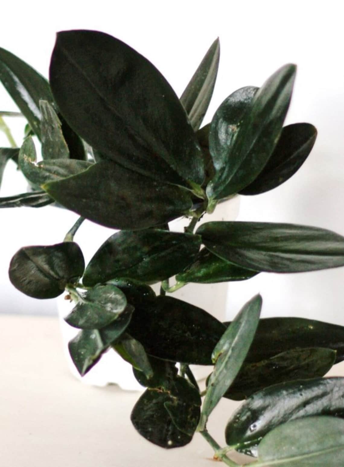 Scindapsus Nearly Black