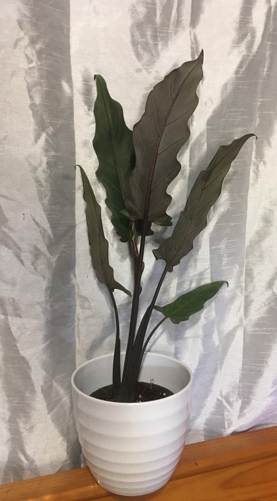 Alocasia Lauterbachiana Etsy