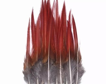 Plumes de faisan,8 à 12 cm vendu par 10