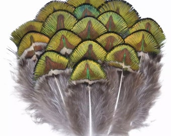 Natural peacock feathers, 3 to 7 cm sold by 10