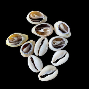 Open shell cowries, pierced, set of 6, 10 or 20 pcs