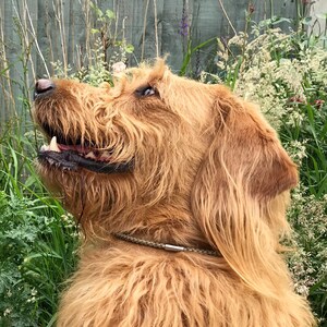 May include: A close-up of a golden-brown dog with long, shaggy fur. The dog is looking up and has its mouth slightly open, revealing its teeth. The dog is wearing a brown leather collar with a silver buckle.