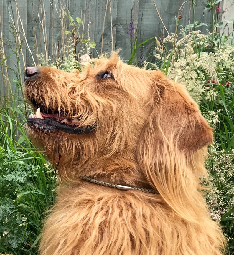 May include: A close-up of a golden-brown dog with long, shaggy fur. The dog is looking up and has its mouth slightly open, revealing its teeth. The dog is wearing a brown leather collar with a silver buckle.