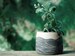 Carved Waves- Handmade Ceramic Succulent Pots Clay Pottery Planters for Succulents, Black & Natural Home Decor Indoor Plant Pot 