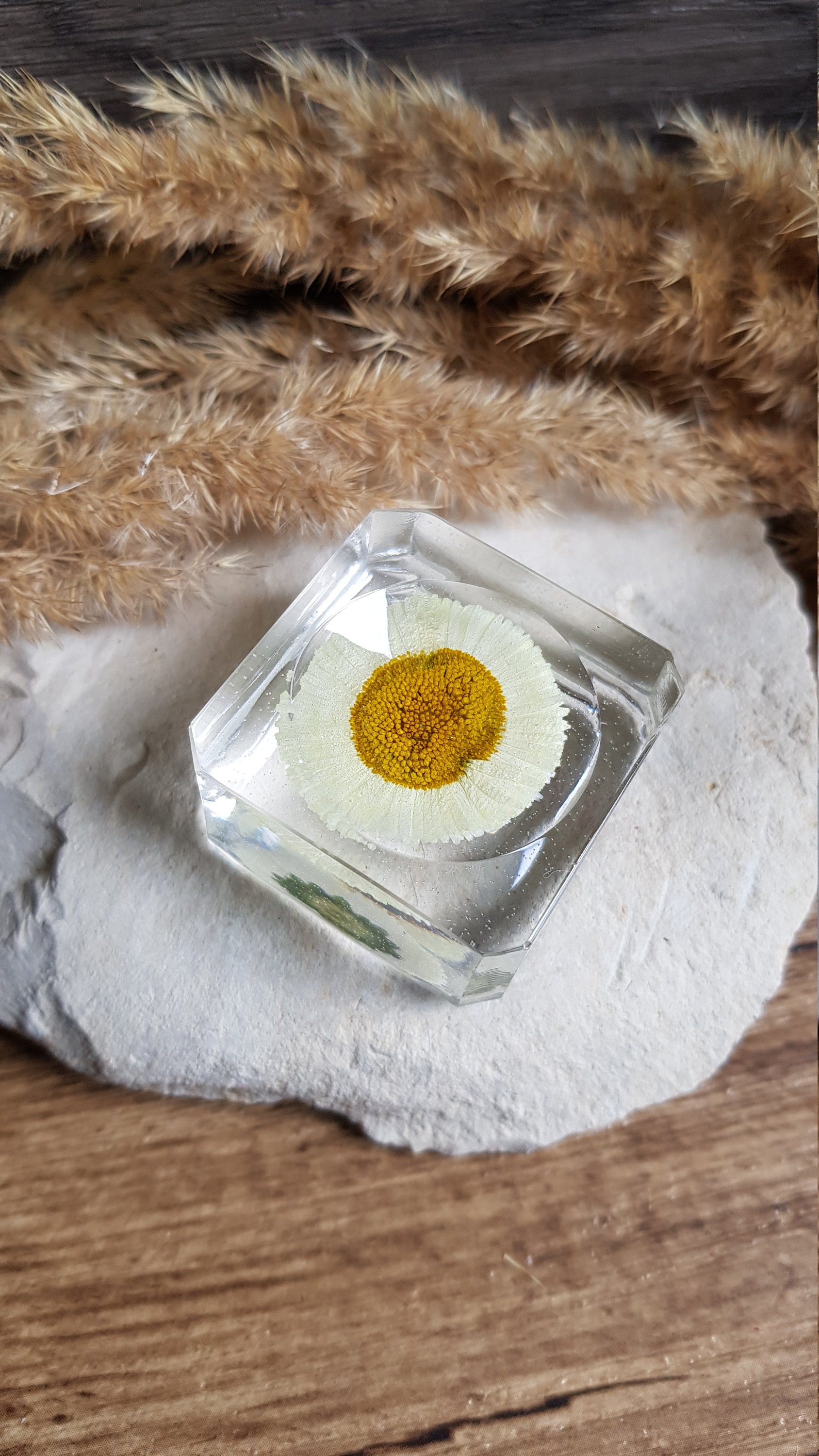 Socle Pour Minéraux avec Fleur de Pâquerette. Socle Carré en Résine 3.5 cm. Décoration Fleurs Séchée