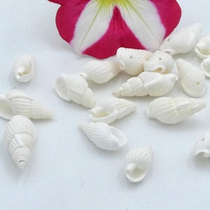Trumpet shell, perforated shell - white shell, nassa shell, jewelry creation shell, 19mm - 50 shells - Q230