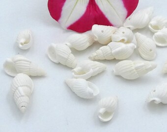 Trumpet shell, perforated shell - white shell, nassa shell, jewelry creation shell, 19mm - 50 shells - Q230
