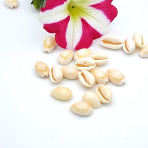 Cowrie shell, small natural shell - shell pearl - beige shell - beach bracelet - 12 to 14mm - 50 shells - Q263
