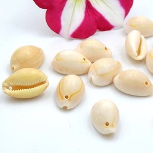 Cowrie shell, natural shell - holed shell bead - bulk shells - beach - 17mm to 22mm - 40 shells - Q412