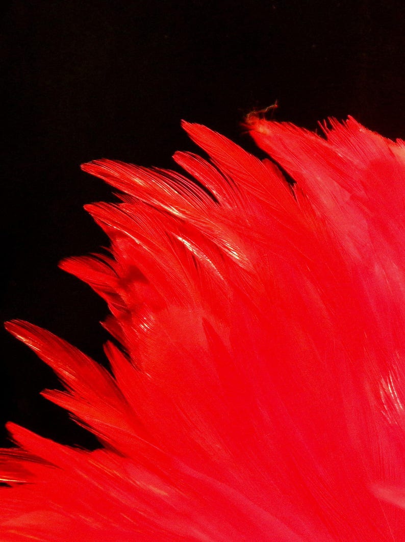 10 natural feather 10 to 16 cm-red 58 PLU image 3