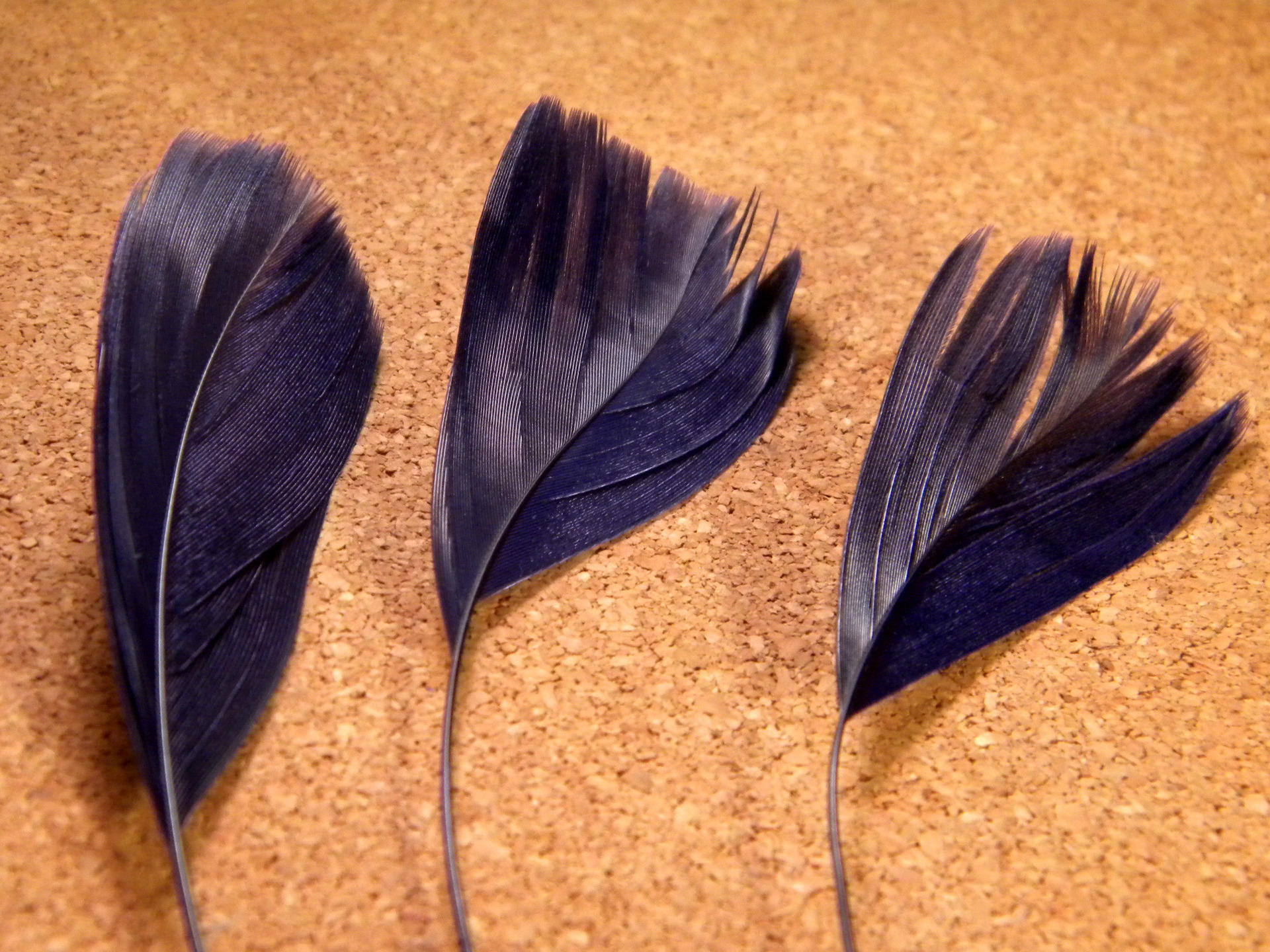 5 teal-navy blue stem feathers - 14 cm to 19 cm - PLU 06
