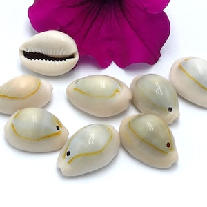 Cowrie shell, natural shell - holed shell bead - bulk shells - beach - 18 mm to 20 mm - 20 shells - Q271