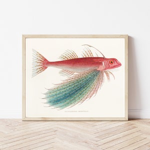 Tropical Fish Circa 1850 Lithograph Illustration | Fine Art Print