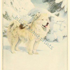 Eskimo Dog 1919, Fine Art Print image 3