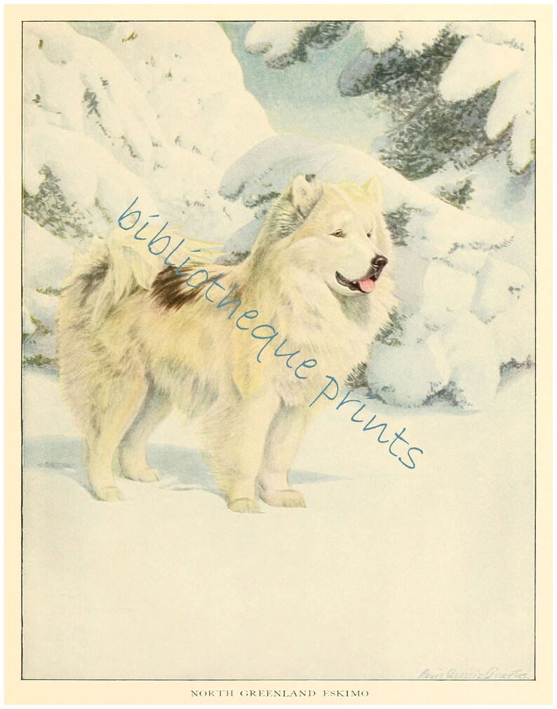 Eskimo Dog 1919, Fine Art Print image 3