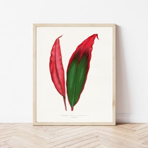 Dracaena Leaf Botanical Lithograph 1865 Illustration | Fine Art Print