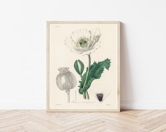 Opium Poppy 1836 Botanical Lithograph | Fine Art Print