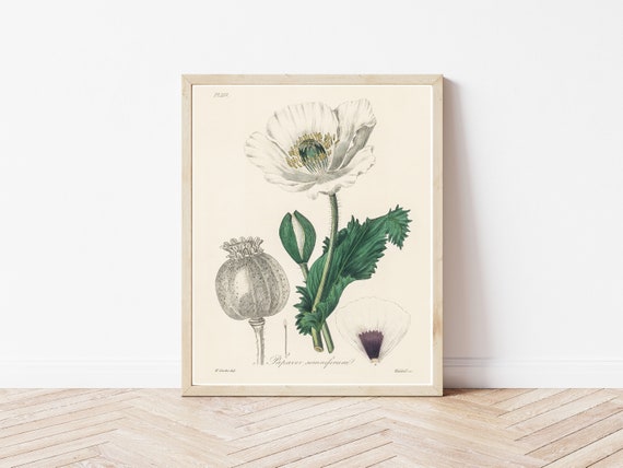 Opium Poppy 1836 Botanical Lithograph | Fine Art Print - Etsy