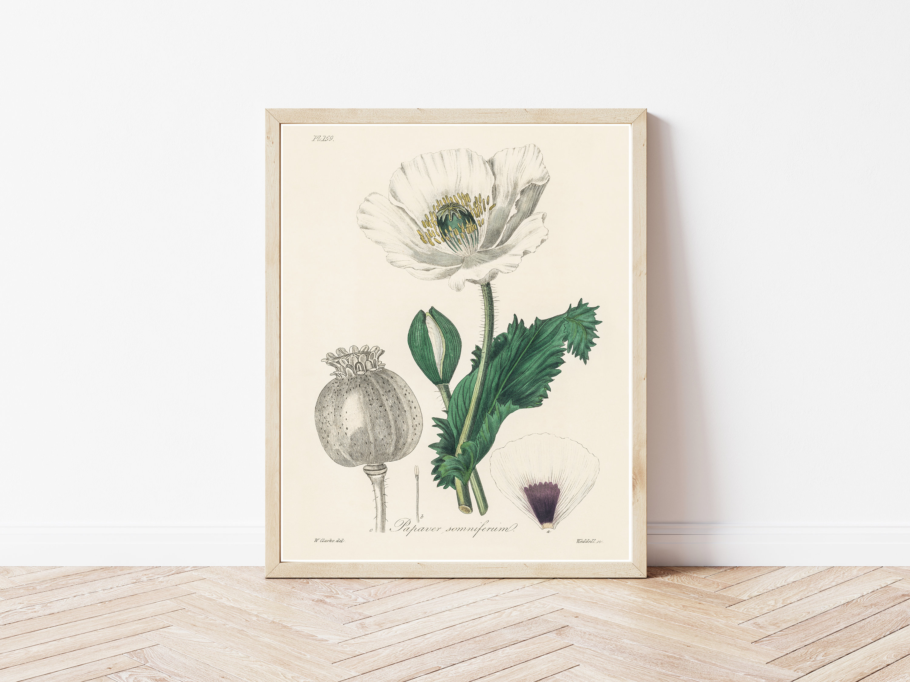 アヘンポピー 1836年 植物リトグラフ | ファインアートプリント - Etsy
