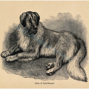 St Bernard Dog 1855 Fine Art Print image 3