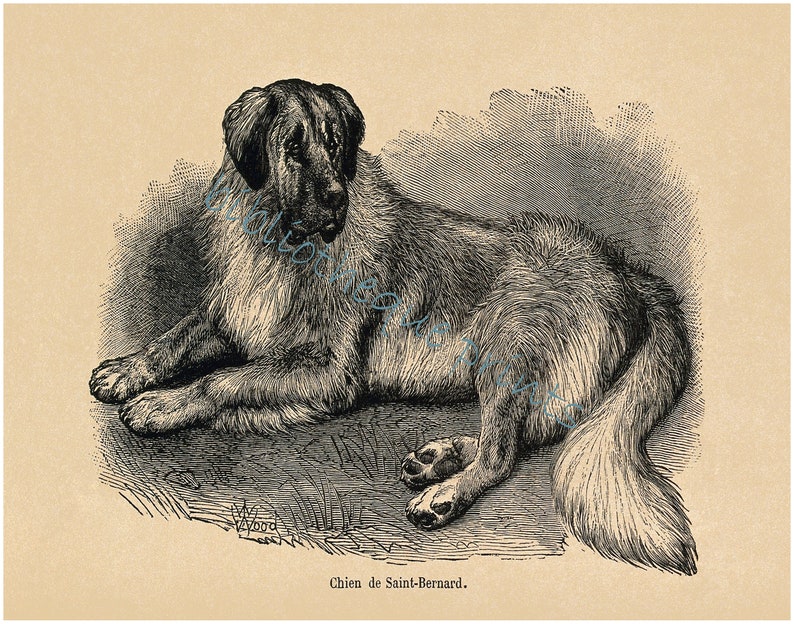 St Bernard Dog 1855 Fine Art Print image 3