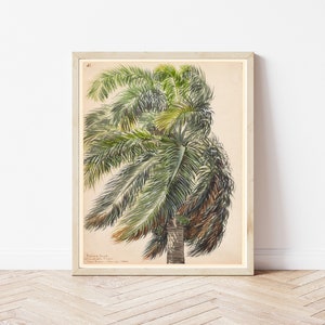 Palm Tree 1860 Watercolor Painting | Fine Art Print