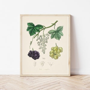 Wine Grapes 1836 Botanical Lithograph Illustration | Fine Art Print